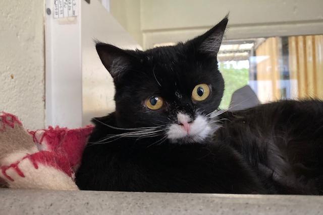 Star is a four-year-old domestic short haired who came to the centre via an inspector along with multiple other cats. Star has come a long way from the scared, skinny cat that he was when he first arrived at the centre. Sadly he was very untrusting of people when he first arrived and staff have worked hard building up his confidence and it's great seeing him now enjoying a fuss. He will need adopters who will understand him and help him overcome his insecurities. Star is now ready to start the next chapter with adopters who will love and cherish her and make up for lost time.
