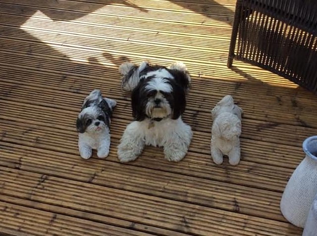 Buster with his pot friends!