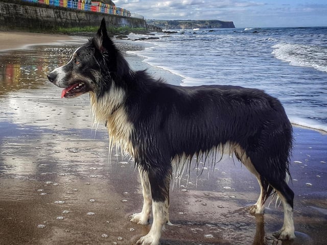 This is Brodie who just enjoyed a fantastic swim in Whitby.