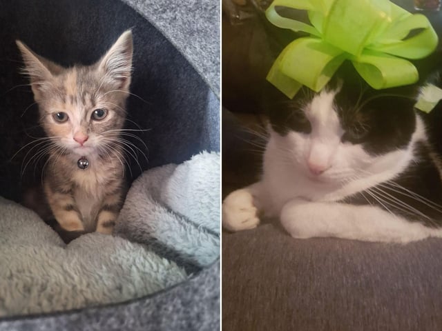 Pebbles (left) who is eight weeks old, and Patch (right) who is twelve years old.
