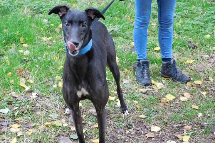 Domino is a six-year-old Greyhound who was brought in after a home inspection, and inspectors noticed how thin he was. Domino would be suitable to live with another female greyhound and children aged 12 or over but unfortunately he is not suitable to live with small dogs, cats or small animals.  Call 07939 247202 for more information.