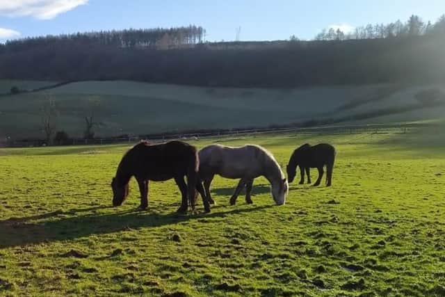 All For Horses - Operated by the Animal Hostel Trust