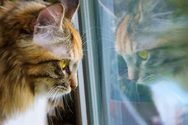 Cats will need to familiarise themselves with their new home, and then their surroundings.