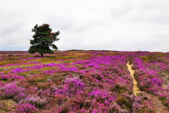 Vivid heather on Spaunton Moor.