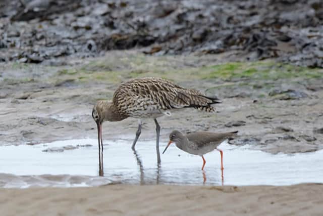 A curlew and a redshank spotted at Robin Hood's Bay by Heather Palmer.