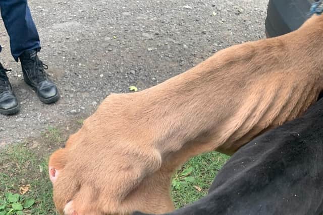 Yorkshire greyhound trainer with 17 years experience jailed and banned from keeping animals as inspectors find dead dogs at farm