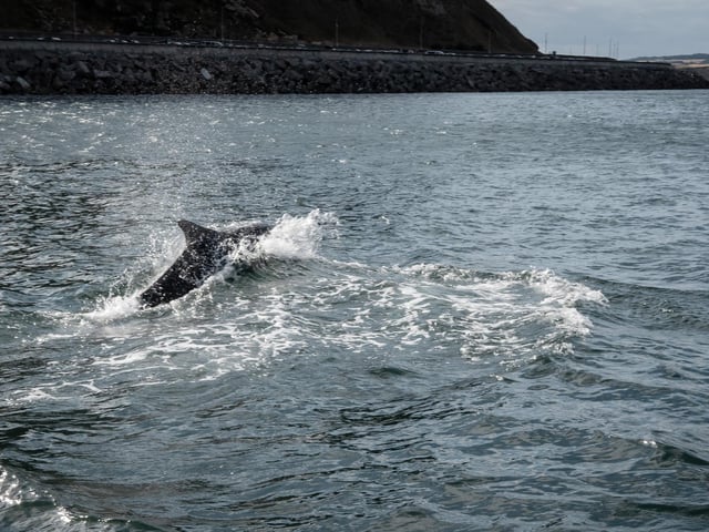 Dolphins spotted on boat trip off Scarborough. photo: Marisa Cashill
