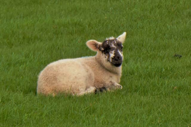 A new lamb in a field.