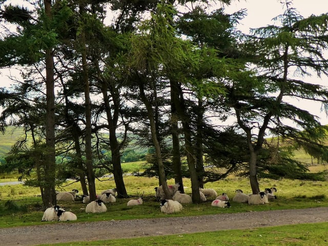 Sheep sheltering under trees near Commondale.