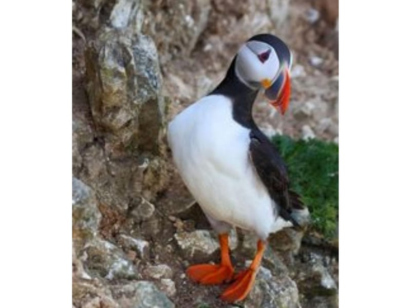 This colourful puffin was photographed at the RSPB Bempton Cliffs site.