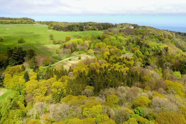 Woodland at Mulgrave Estate.
