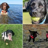 Here are a selection of dogs pictures submitted by The Scarborough News readers.