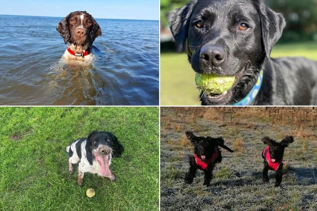 Here are a selection of dogs pictures submitted by The Scarborough News readers.