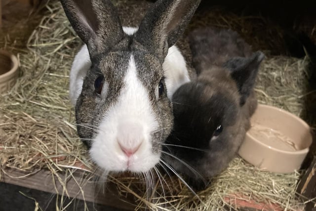 Tilly and Ben, sent in by Caroline Wiffen.