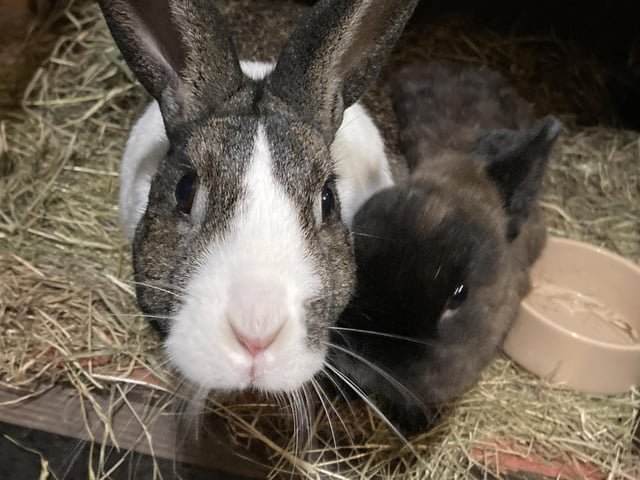 Tilly and Ben, sent in by Caroline Wiffen.