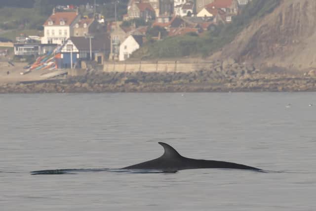Yorkshire Coast Nature run seabird and whale watching boat adventures from historic Staithes on the North York Moors National Park coast. Credit: Richard Baines.