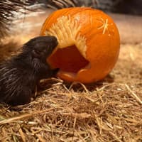 Bridlington Animal Park appeals for unwanted Halloween pumpkins to feed its animals
