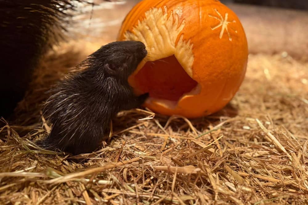 Anyone wishing to donate unwanted Halloween pumpkins can take them to Bridlington Animal Park and leave them by the gates. Photo credit: Bridlington Animal Park.