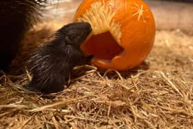 Anyone wishing to donate unwanted Halloween pumpkins can take them to Bridlington Animal Park and leave them by the gates. Photo credit: Bridlington Animal Park.