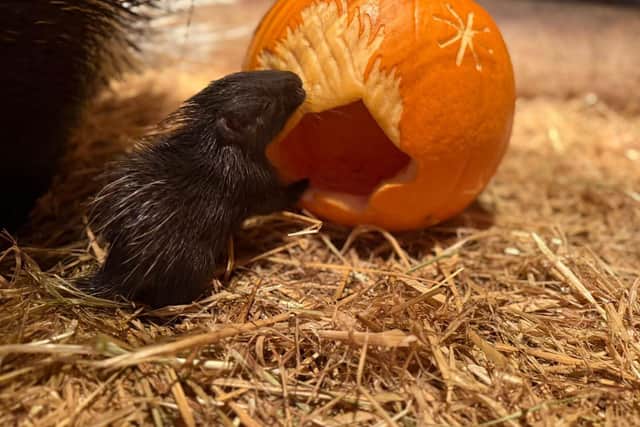 Anyone wishing to donate unwanted Halloween pumpkins can take them to Bridlington Animal Park and leave them by the gates. Photo credit: Bridlington Animal Park.