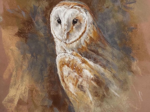 Barn Owl in Soft Pastels by Diane Todd