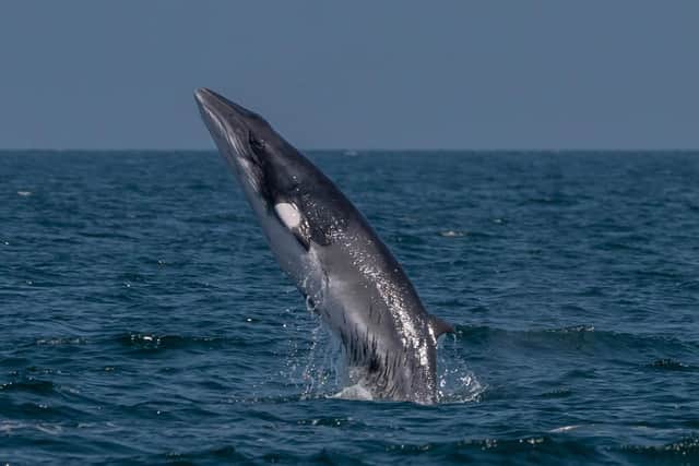 A minke whale has been spotted leaping from the water off Scarborough, amazing those lucky enough to see it. Image: Steve Shipley/SWNS