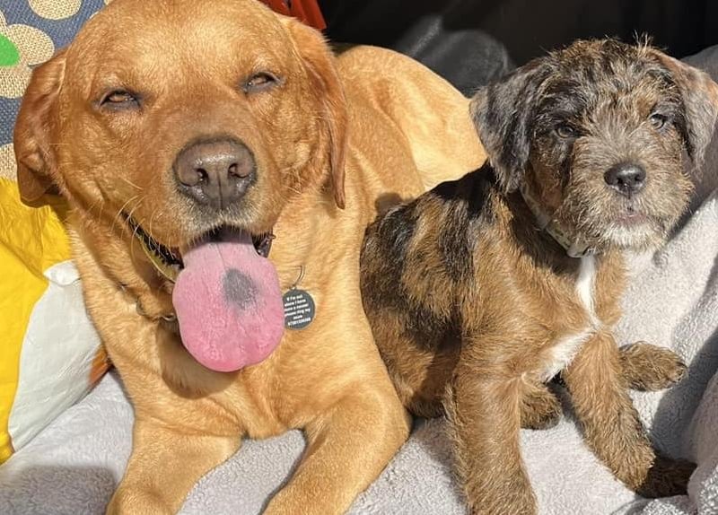 Sharon Knights' picture of Buddy and Bruno.