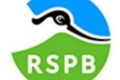 The RSPB Bempton Cliffs column with Ivan Nethercoat.