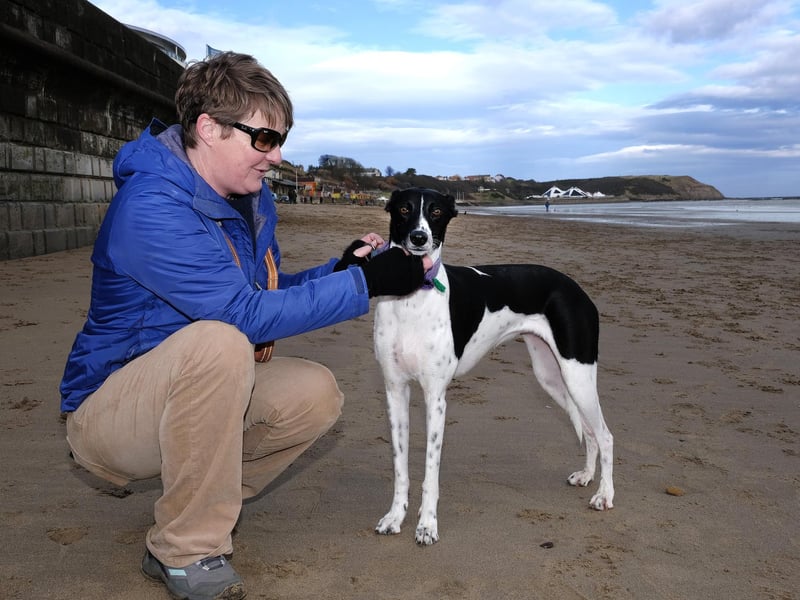 Dog walking on Scarborough's North Bay. picture: Richard Ponter