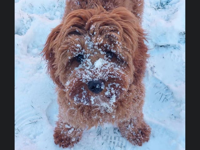 This gorgeous dog has been enjoying the snow a little too much!