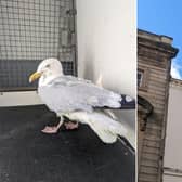 A gull has been rescued after becoming entangled on a building in central Scarborough. Photos courtesy of the RSPCA.