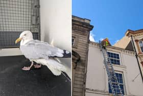 A gull has been rescued after becoming entangled on a building in central Scarborough. Photos courtesy of the RSPCA.