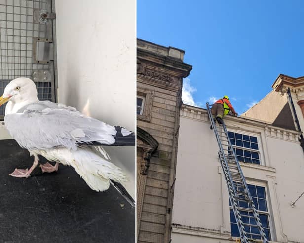 A gull has been rescued after becoming entangled on a building in central Scarborough. Photos courtesy of the RSPCA.