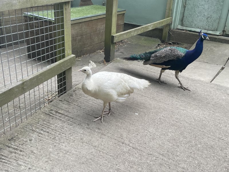 Some of the free-roaming peacocks which can be found across the entire park, they sometimes find their way into the car park too!