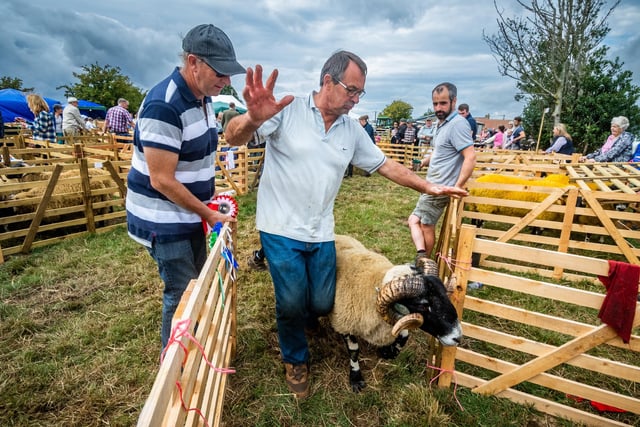 Colin Williamson, of Egton Bridge, returns a Scotch Blackface sheep to it's pen after judging closely watched by friend Stephen Agar.