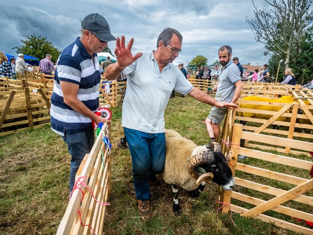 Colin Williamson, of Egton Bridge, returns a Scotch Blackface sheep to it's pen after judging closely watched by friend Stephen Agar.