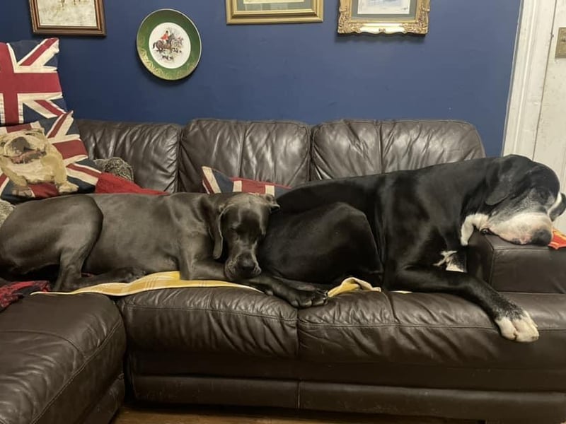 These sleeping beauties are Hector and Remme from Whitby.
