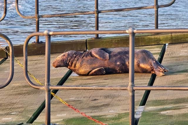 'Bernie' the seal - Image courtesy: Visions Of Scarborough UK, Photography by JB