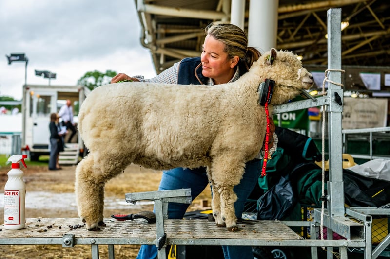 Janna Falshaw preparing her Ryeland sheep ready for judging on the second day of competition at the show