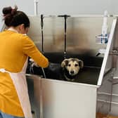 Sneak peek inside the new Yorkshire Dog Wash self-serve salon which is cleaning up pups for a fraction of the cost