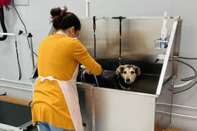 Sneak peek inside the new Yorkshire Dog Wash self-serve salon which is cleaning up pups for a fraction of the cost