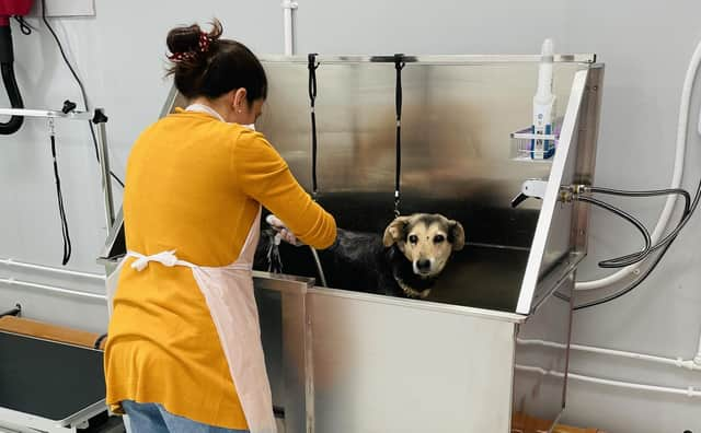 Sneak peek inside the new Yorkshire Dog Wash self-serve salon which is cleaning up pups for a fraction of the cost