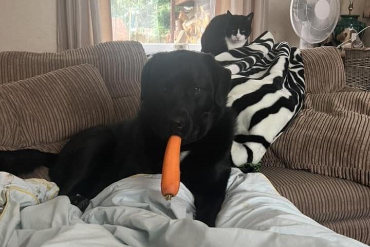 This labrador is holding a carrot in their mouth in an unusual way!