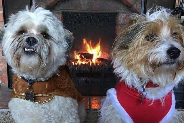 Here are Scarborough based pooches Alfie and Rupert looking very dapper.