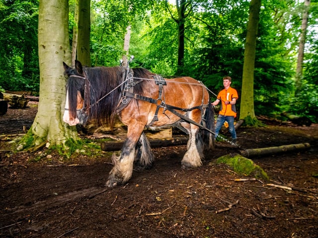 Zen Smylie, 19, of Dumfries, working Tyne, a 13 year old Clydesdale Cross Cob, from Teamwork Horse Logging Sustainable Forestry, based in Dumfries, in the woodland area of the showground