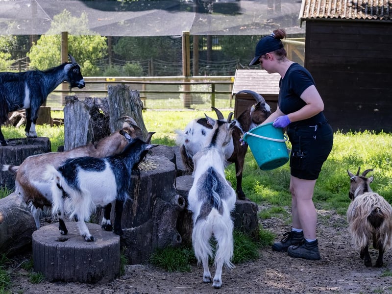 Feeding time for the goats!