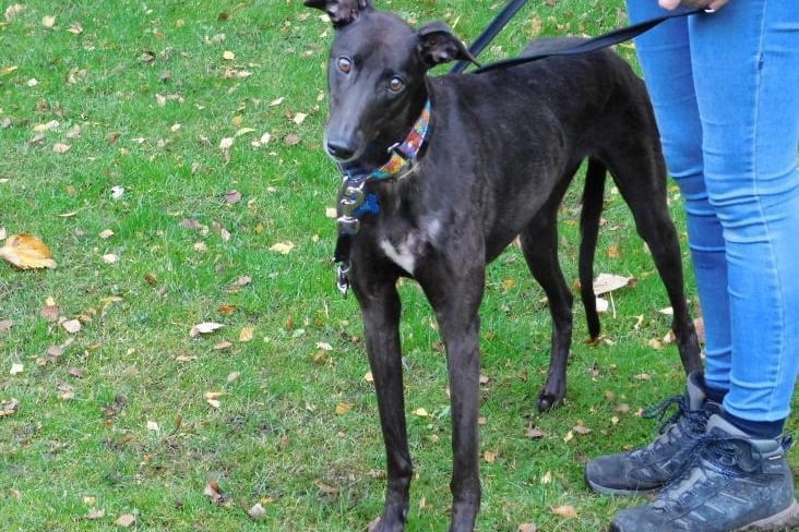 Dora is a four-year-old Greyhound who will need an understanding family who will help her adjust to family life. Dora is suitable to live with other greyhounds and large dogs and suitable to live with children aged 13 years and over.  Please call the dog coordinator on 07939 247202 for more information