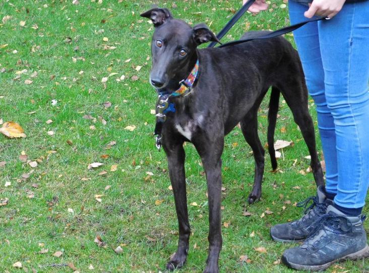 Dora is a four-year-old Greyhound who will need an understanding family who will help her adjust to family life. Dora is suitable to live with other greyhounds and large dogs and suitable to live with children aged 13 years and over. Please call the dog coordinator on 07939 247202 for more information