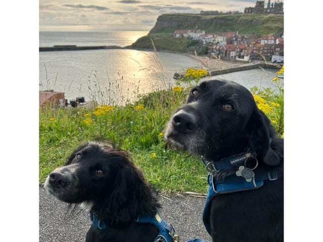 Otto and Obi looking at the glorious seascape.