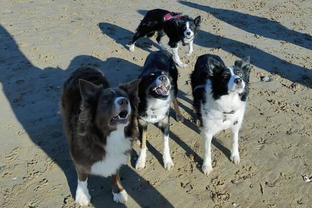 Ella (red harness) was always drawn to other Border Collies and straight away found a group of them to play with on her final beach visit.